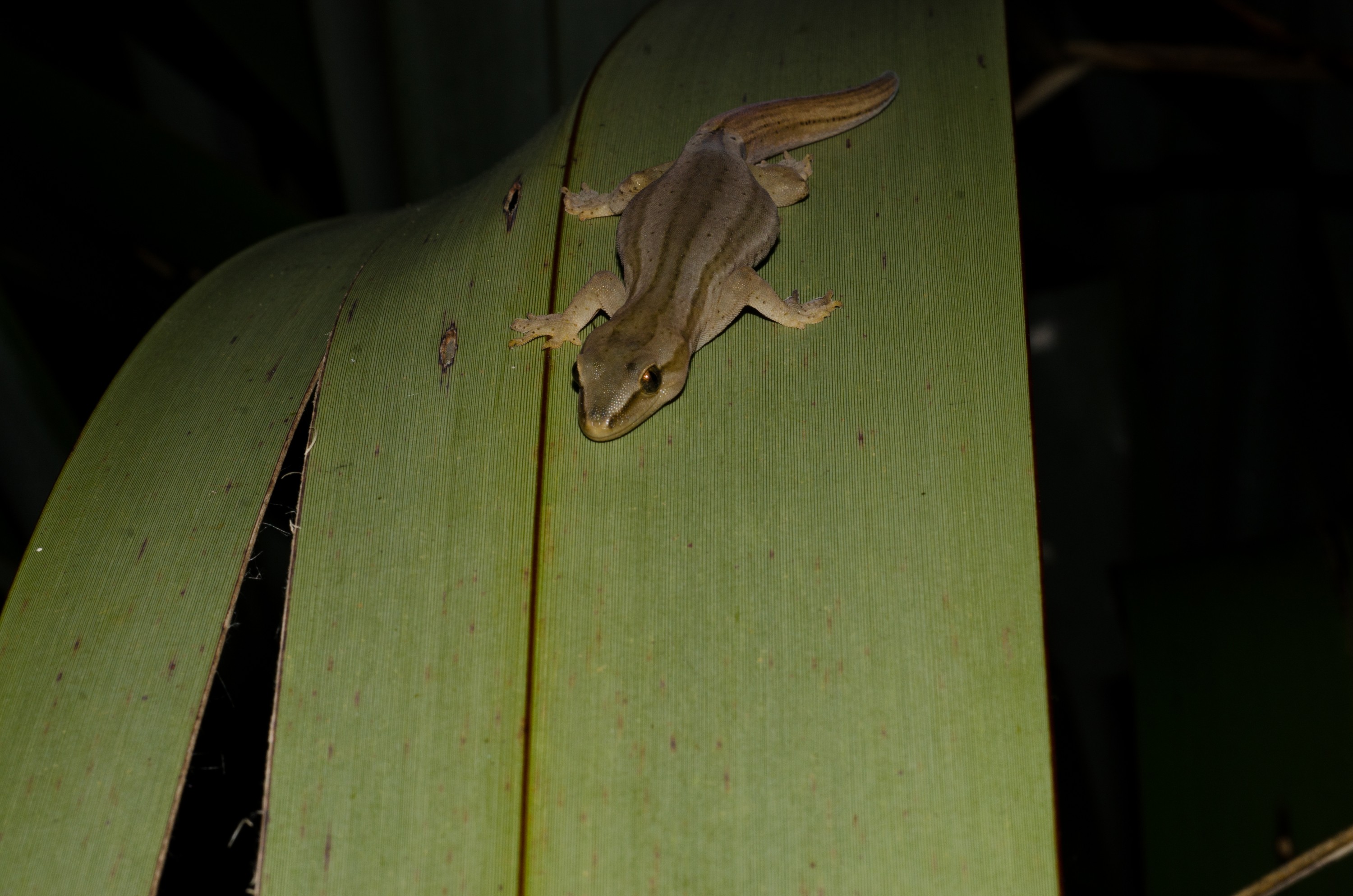 DSC_4330 – Gold, striped, Gecko, Woodworthia, chrysosiretica, lizard, taranaki, Crispin, reptiles, amphibians, rare, cold, blood, new, new zealand, zealand, nz
